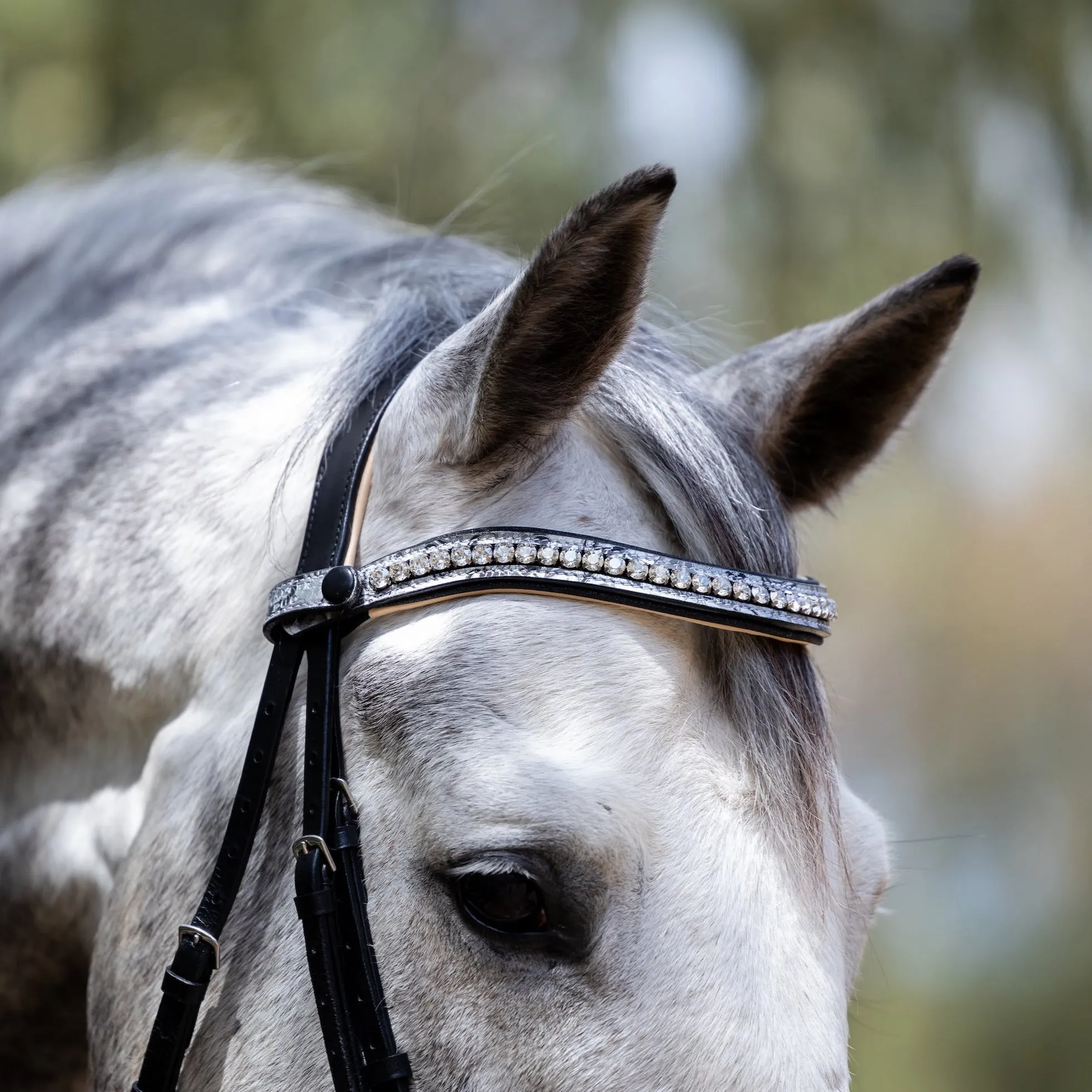 Limited Edition Venetian Bridle with Cream Flash