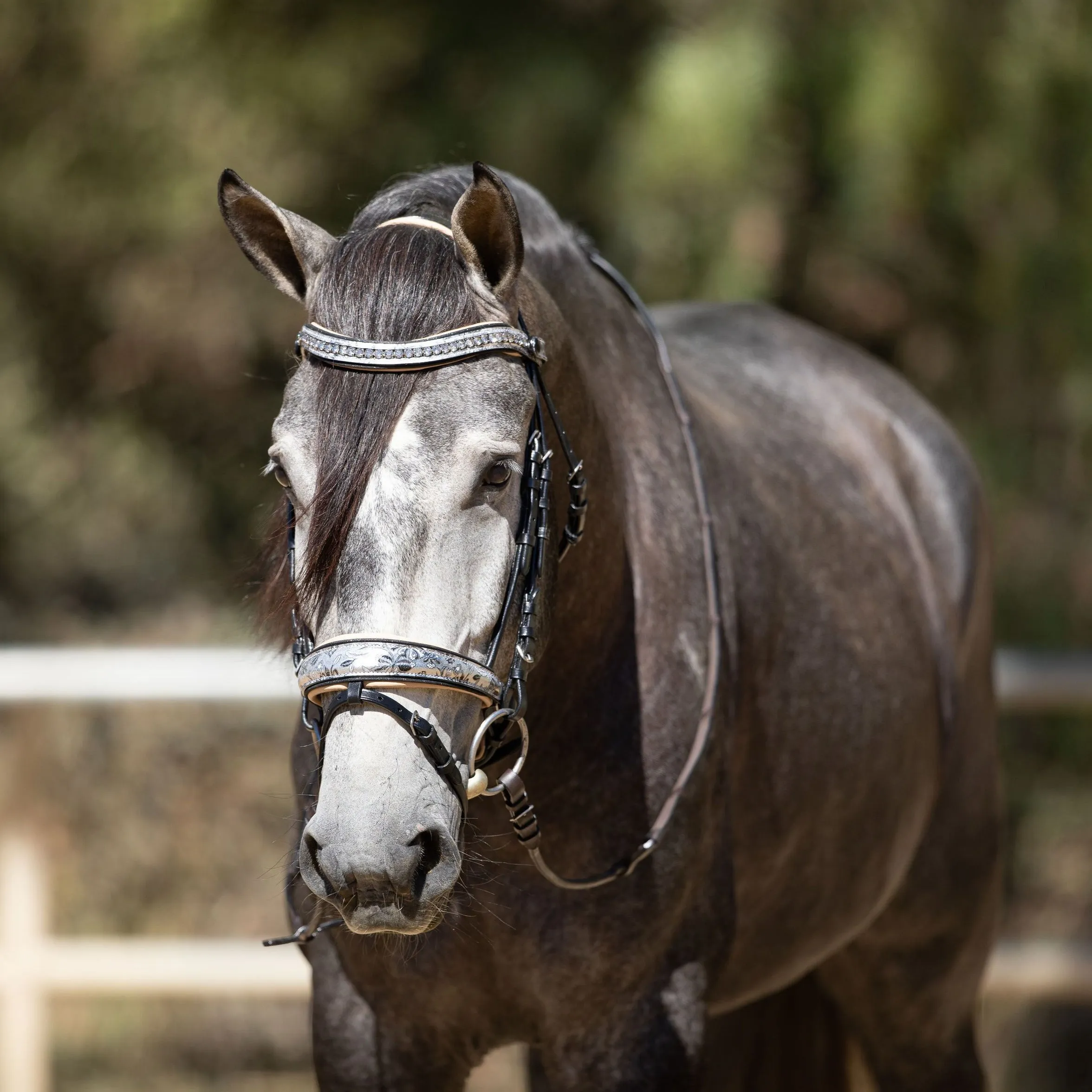 Limited Edition Venetian Bridle with Cream Flash