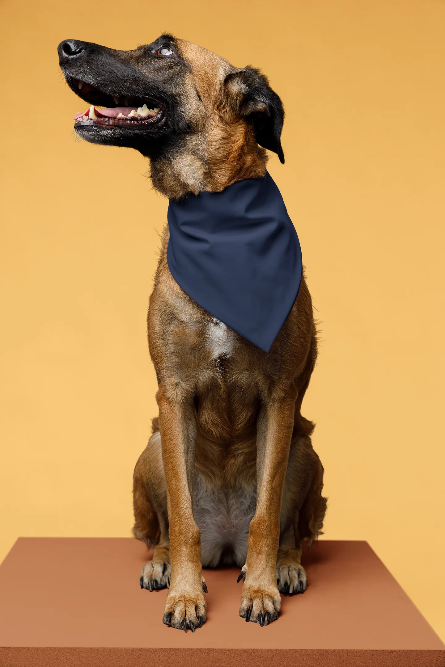 Navy Robe & Swaddle & Dad T-Shirt & Pet Bandana Set