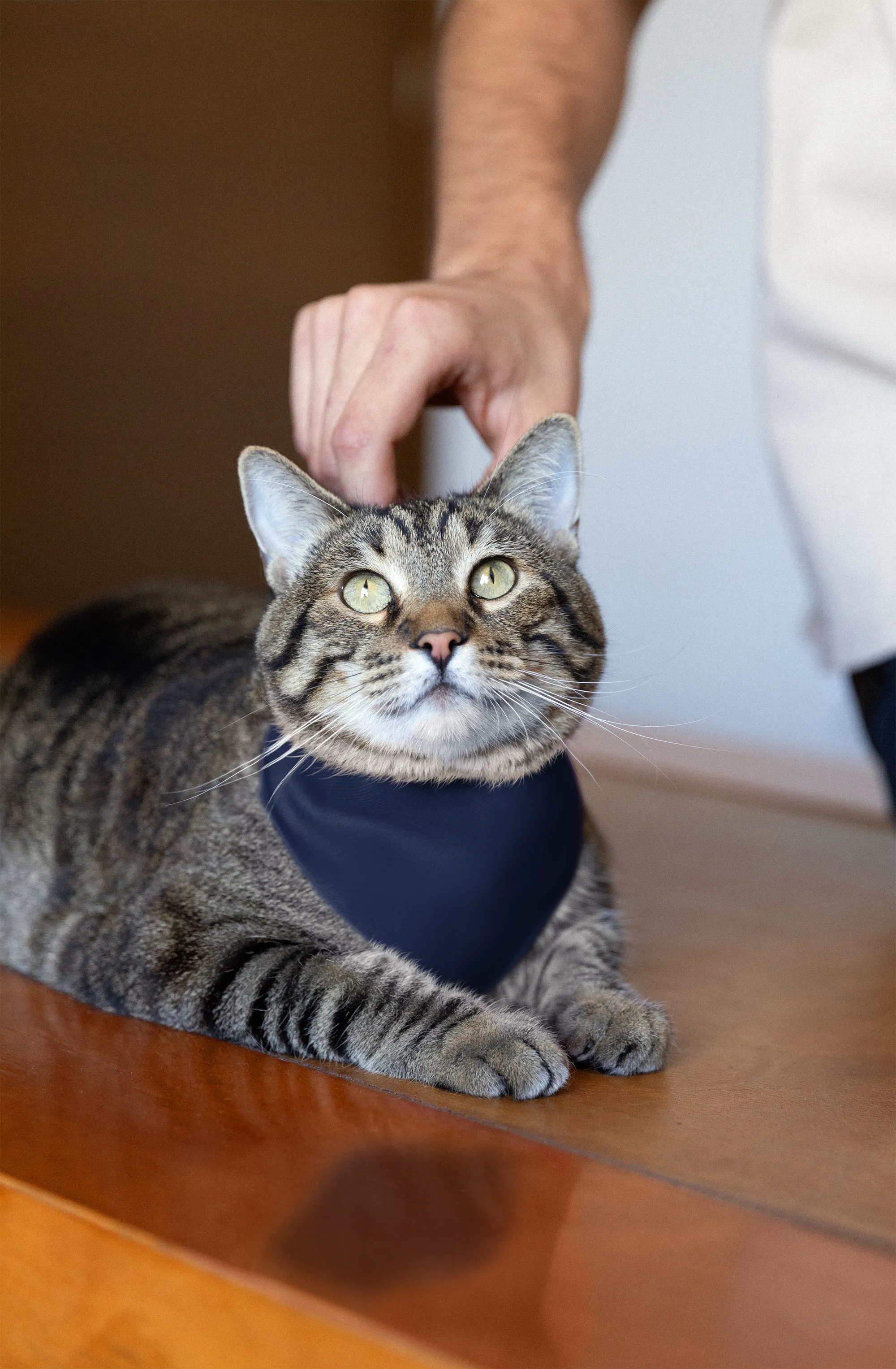 Navy Robe & Swaddle & Dad T-Shirt & Pet Bandana Set