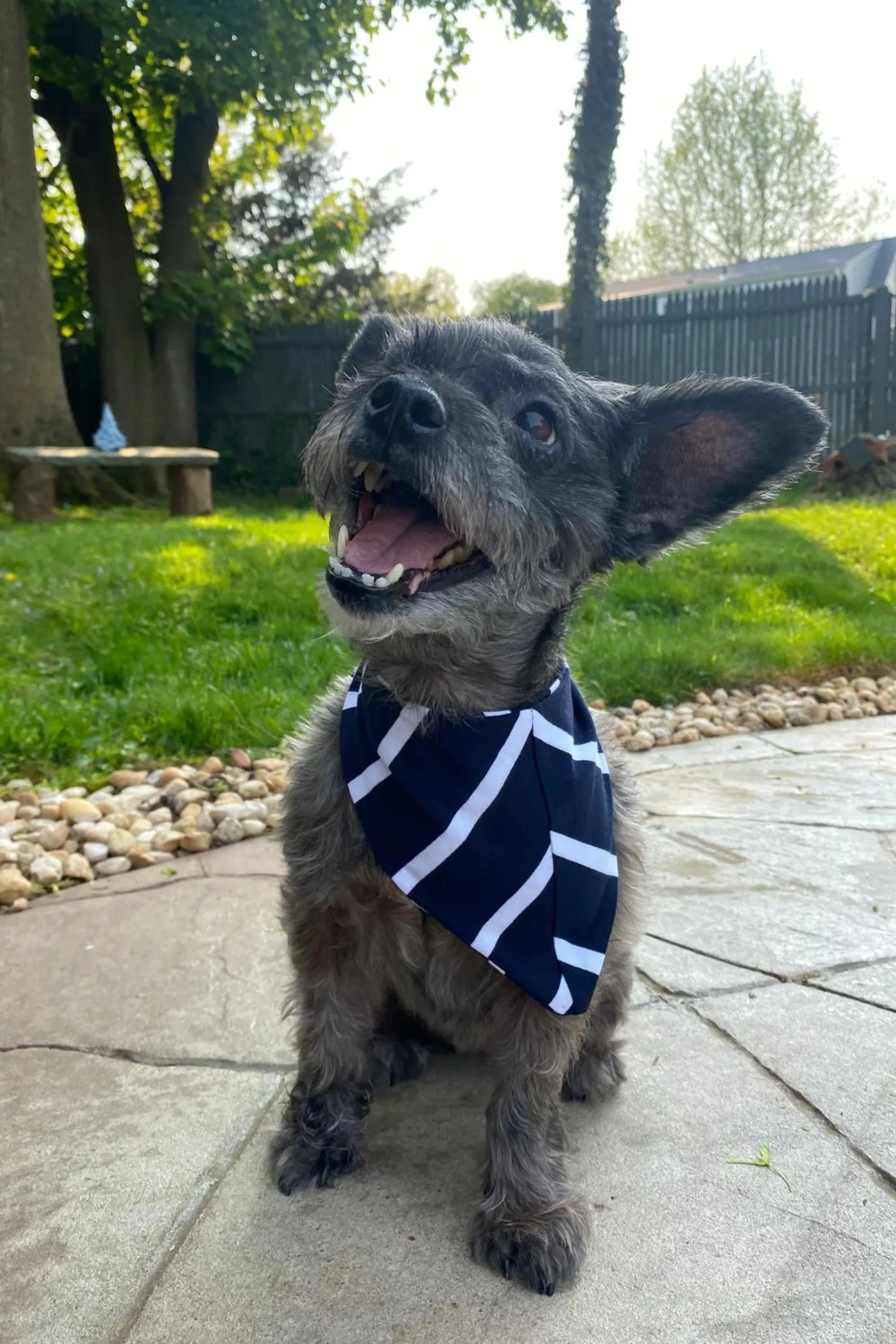 Navy Stripe Recovery Robe & Matching Pet Bandana Set